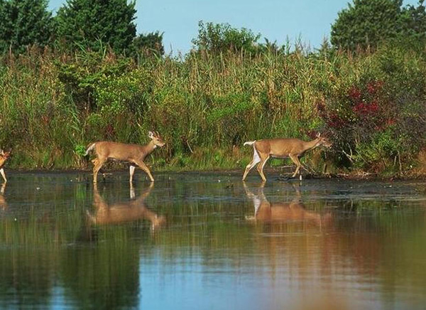 wildlife-attraction