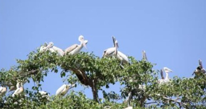 kokrebellur-pelicanry