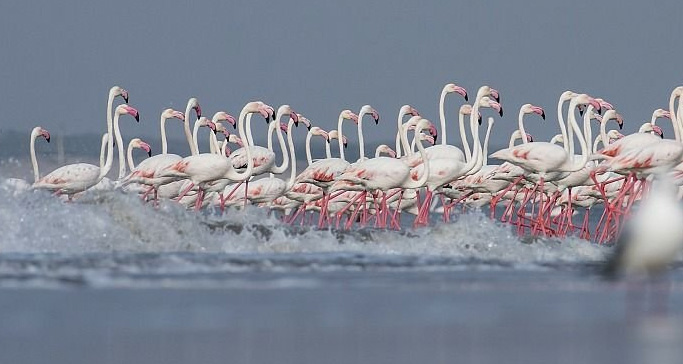 kutch-bustard-sanctuary
