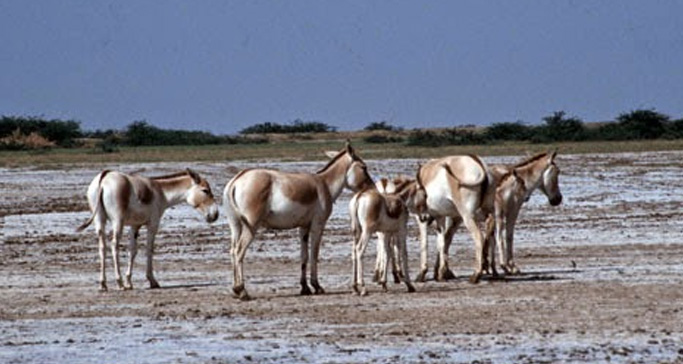 kutch-desert-wildlife-sanctuary