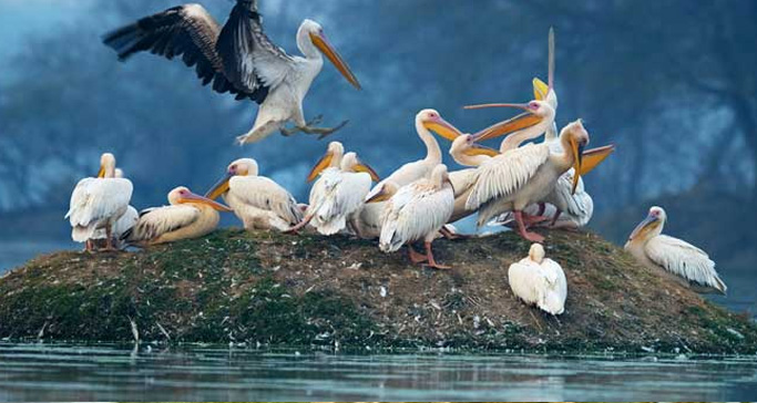 kumarakom-bird-sanctuary