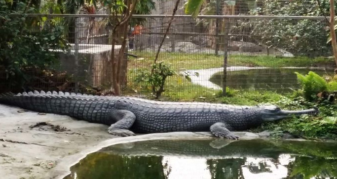 crocodile-breeding-centre