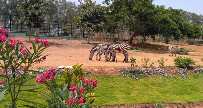 bannerghatta-national-park